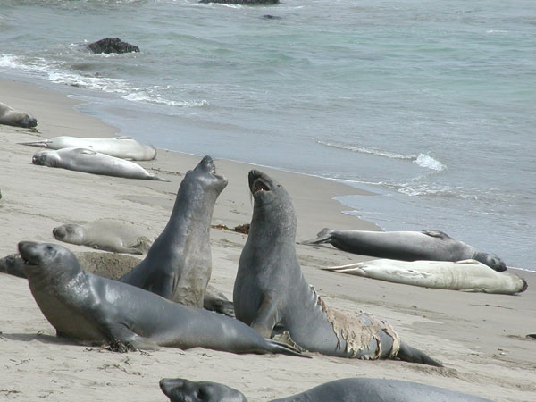 route-1-seals